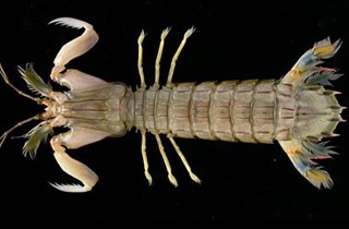 Japanese mantis shrimp